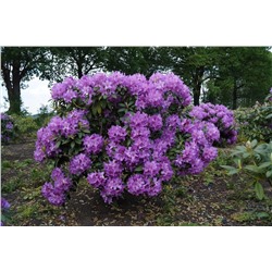 Rhododendron	Catawbiense Grandiflorum С5