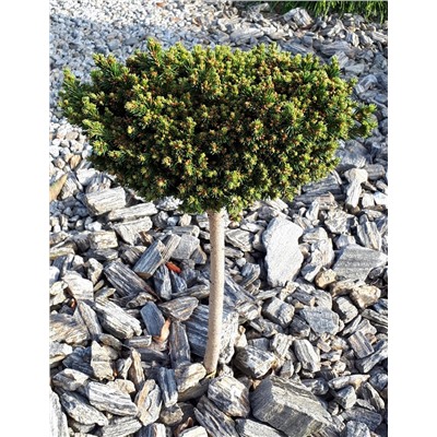 Picea abies 'Van Bemmel's Dwarf' 40 cm stam cont. 4,0L
