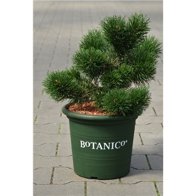 Pinus mugo 'Jakobsen'	D 6	L 25-30