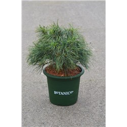 Pinus strobus 'Tiny Curls'	D 4 L  25-30