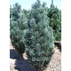 Сосна Pinus sylvestris Fastigiata C45 175-200