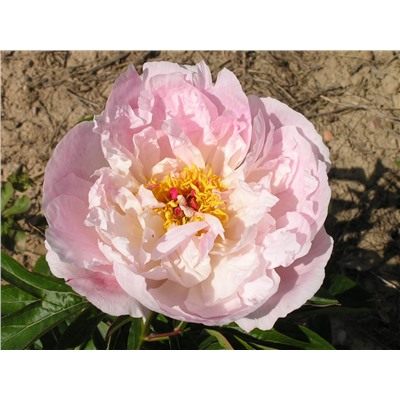 Peony 'Orchid Annie'