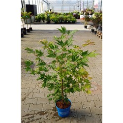 Acer pseudosieboldianum 'Arctic Jade' ®	C 4,5	40-50