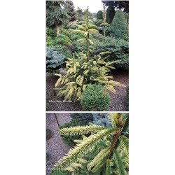 Picea abies 'Glimra' - C2 - 40/501